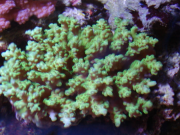 サンゴ⑤20051218-1